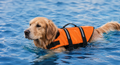 Paws & Splash™ Dog Life Jacket & Safety Vest