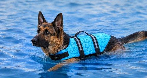 Paws & Splash™ Dog Life Jacket & Safety Vest